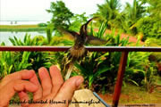Hummingbird Freedom